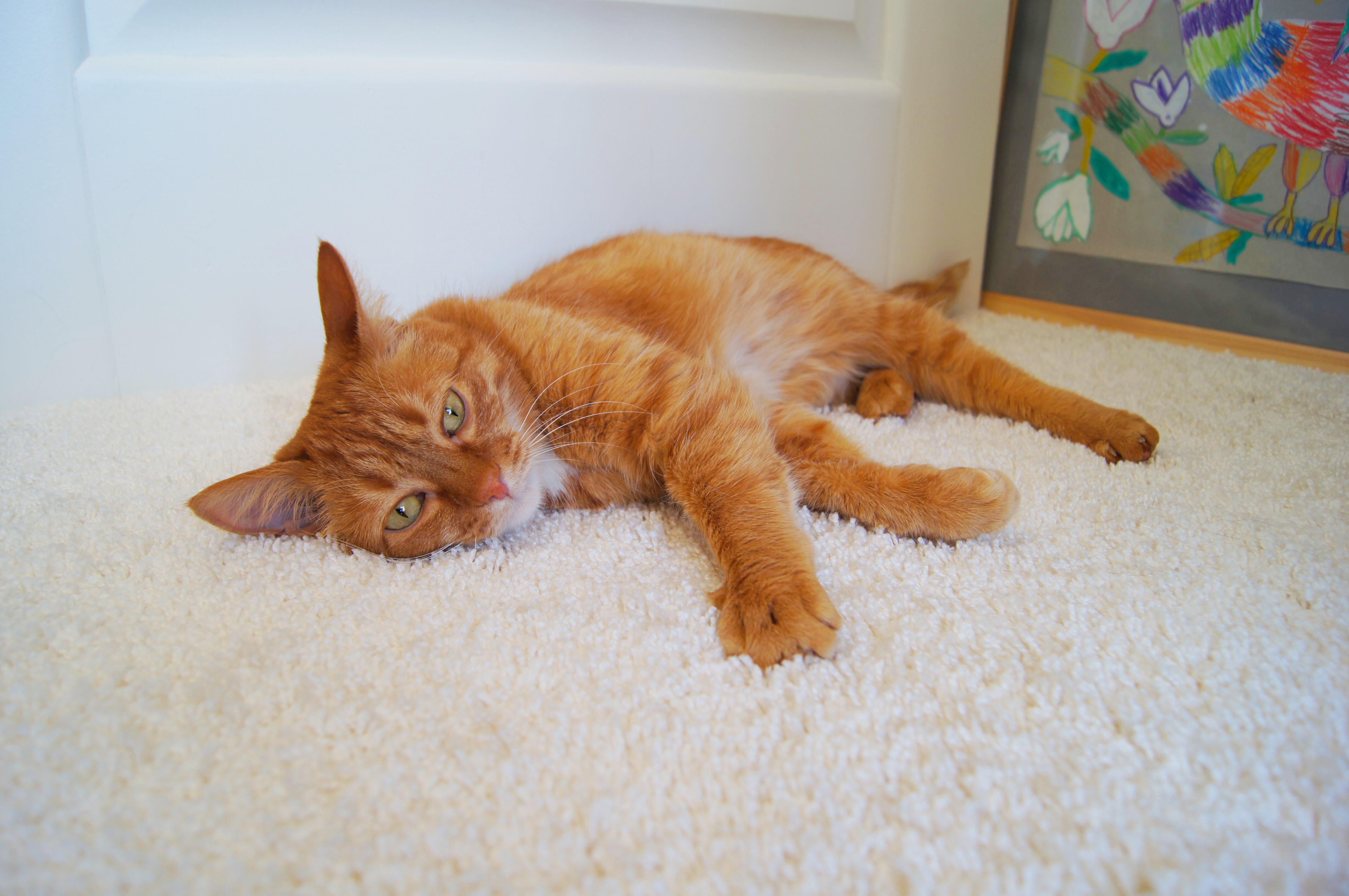 Ковролин "Зартекс" Amarena 140 бежевый (4м) — купить в Орске